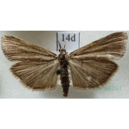 Hypochalcia ahenella (Denis & Schiffermüller, 1775) Mieszek bronzaczek Czech14d
